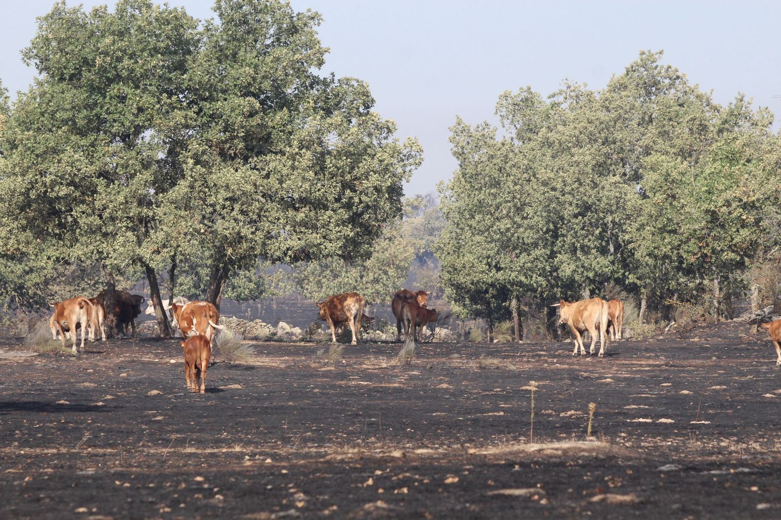 Así han quedado las zonas quemadas durante el incendio de Cipérez