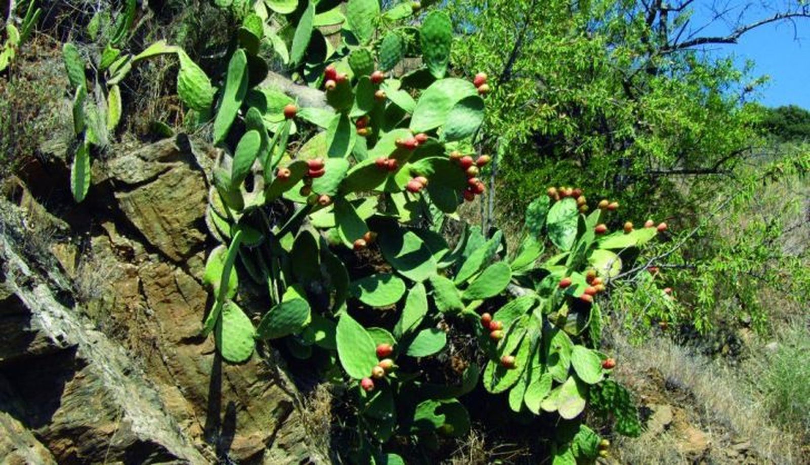 Chumbera con sus higos