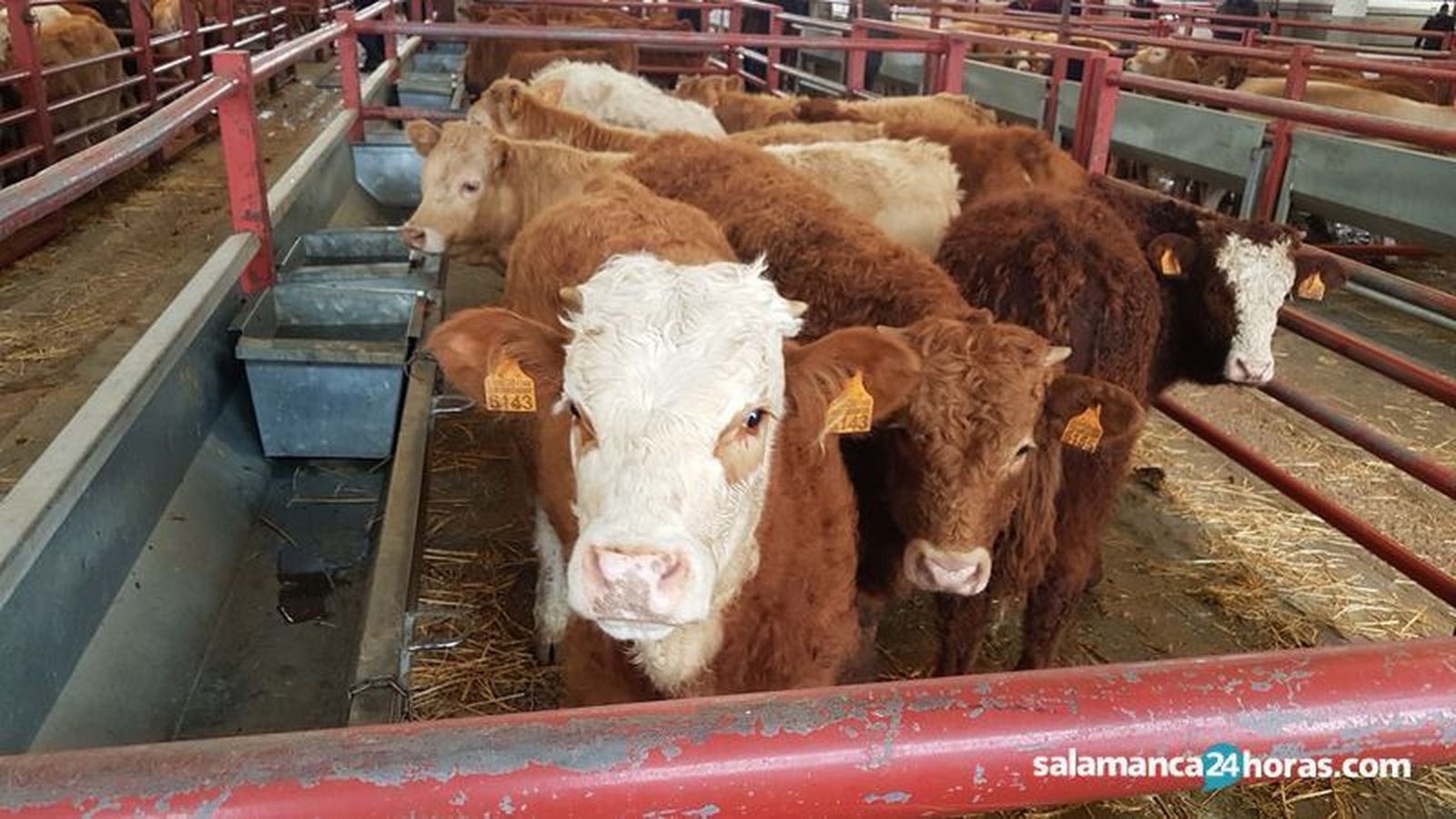 Terneros en el Mercado de Ganados. FOTO S24H Terneros en el Mercado de Ganados. FOTO S24H