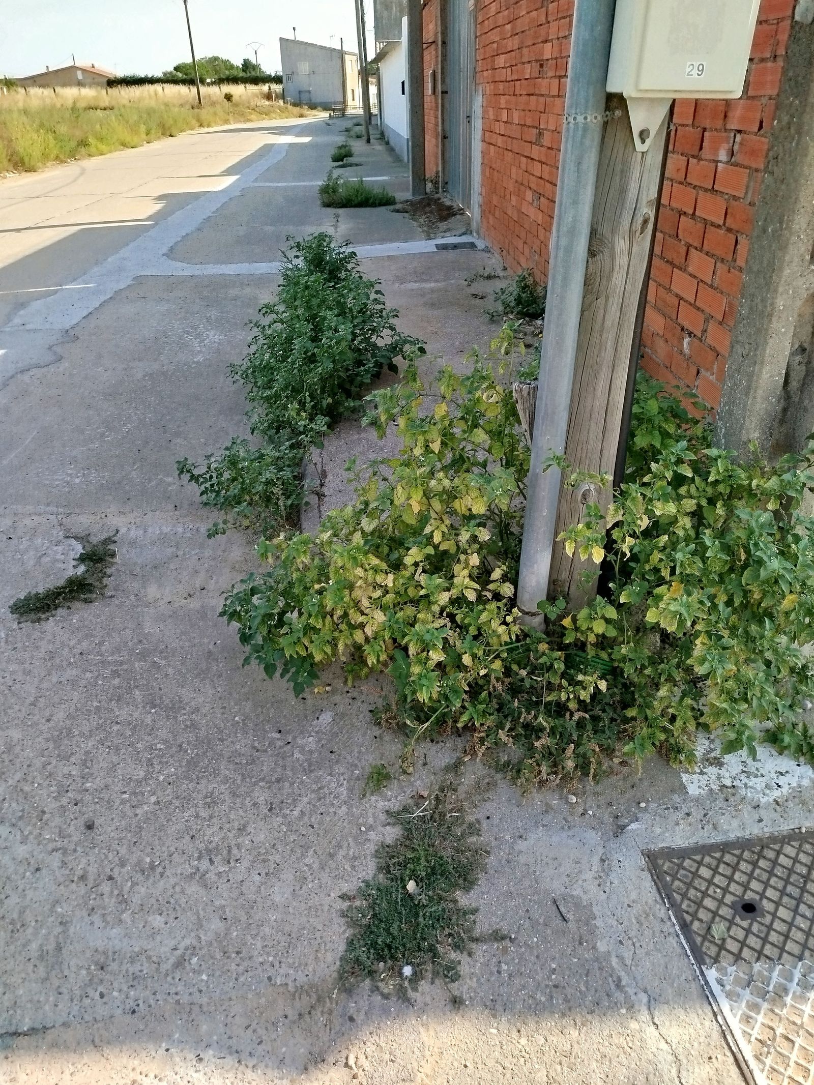 Hierbas en una calle de Roales del Pan.