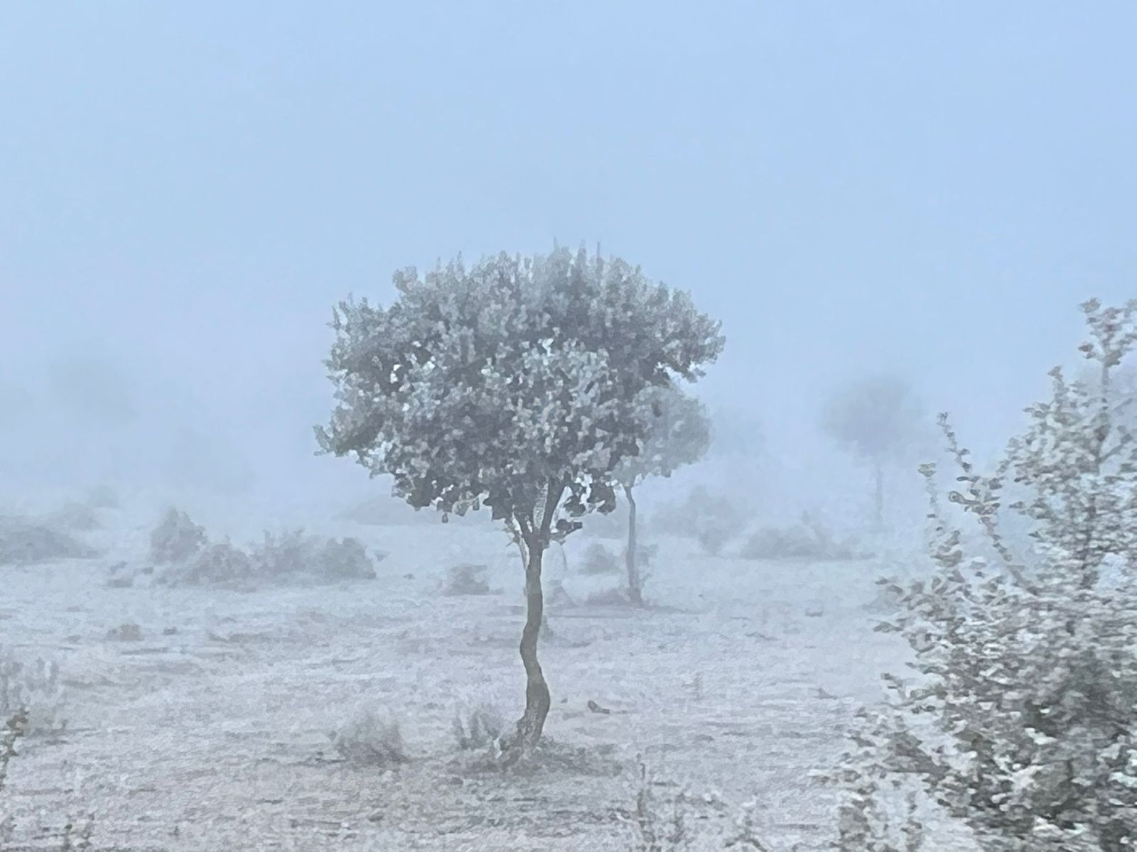 whatsapp-image-2025-02-06-at-09-38-55