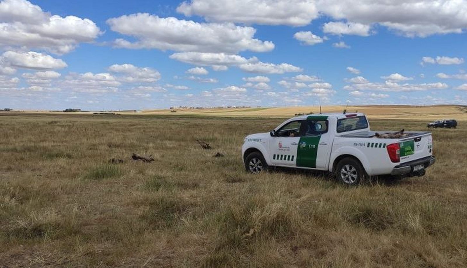 Operativo de la recogida de buitres envenenados en Monterrubio  
