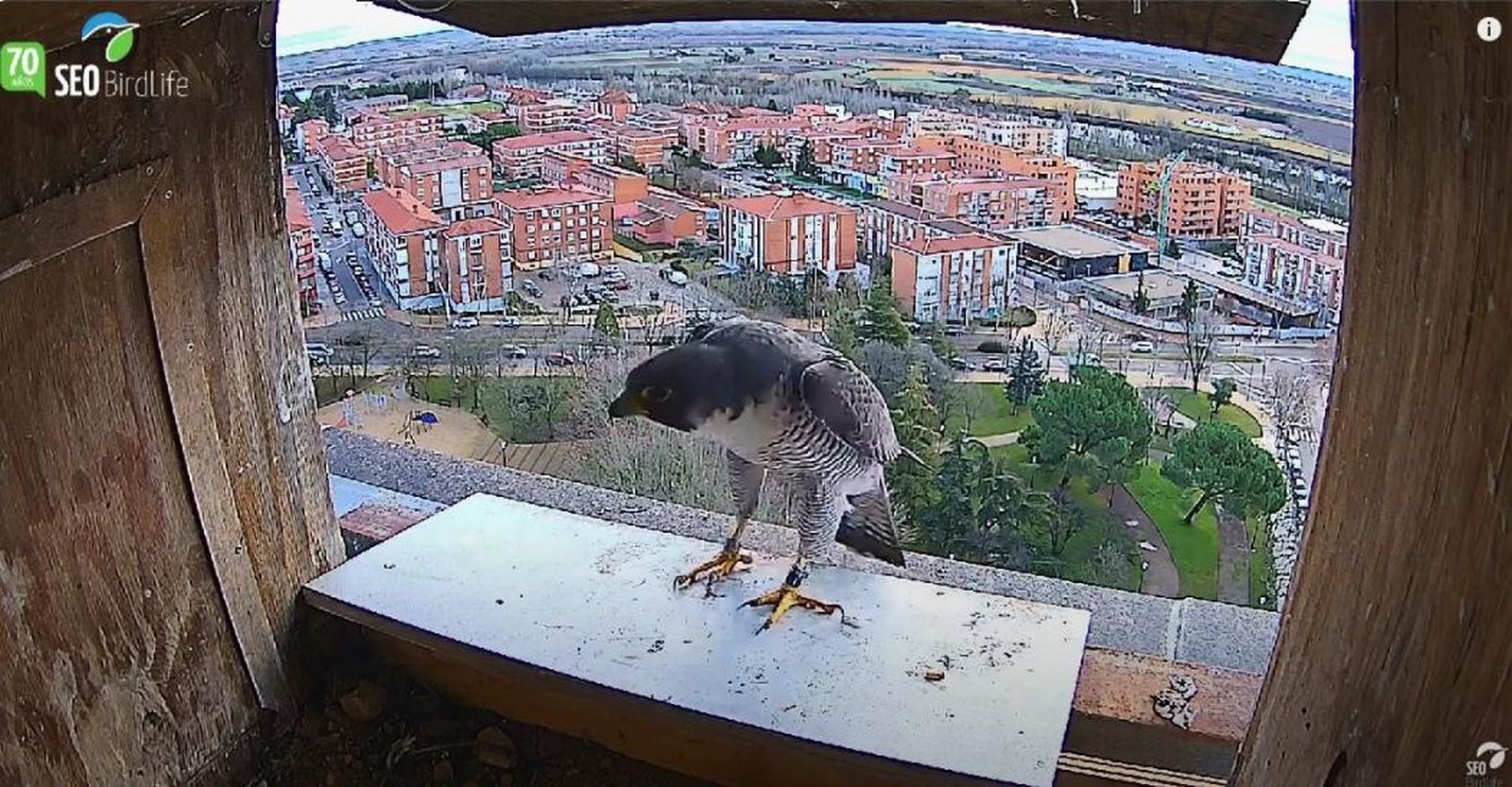 El Gran Hermano de los halcones: el reality más salvaje desde Zamora capital