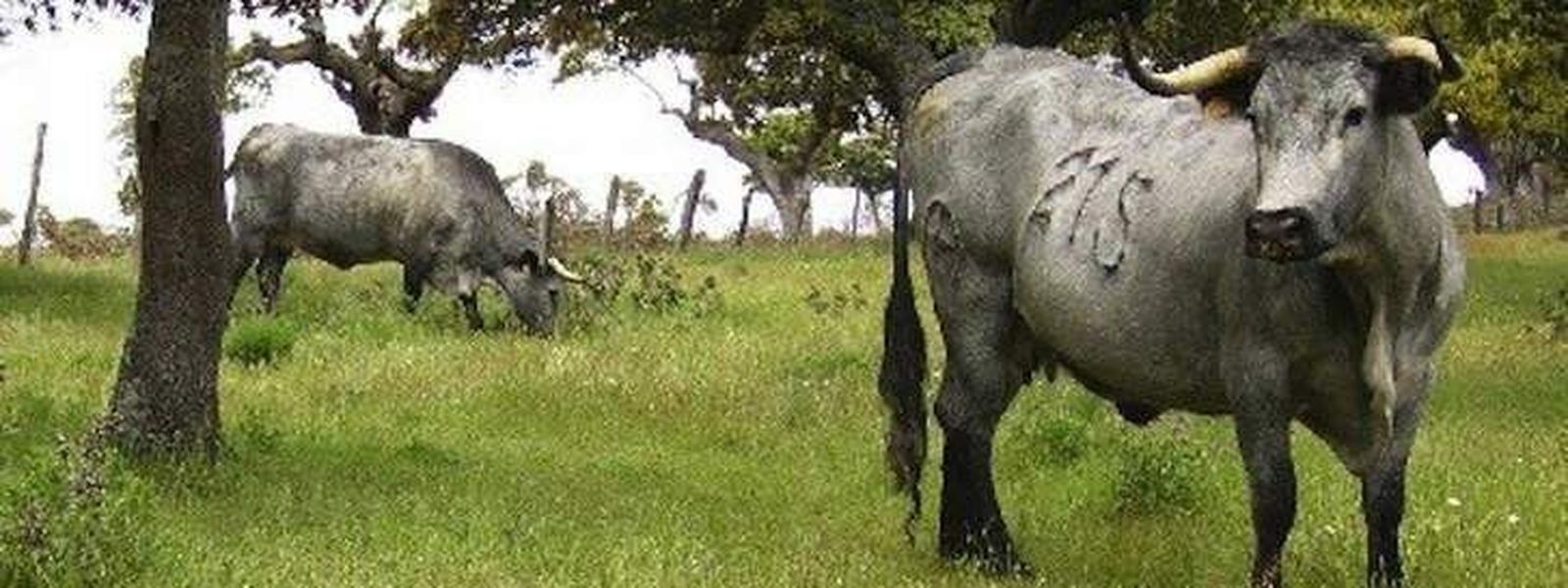 La Junta convoca ayudas destinadas al fomento de razas autóctonas