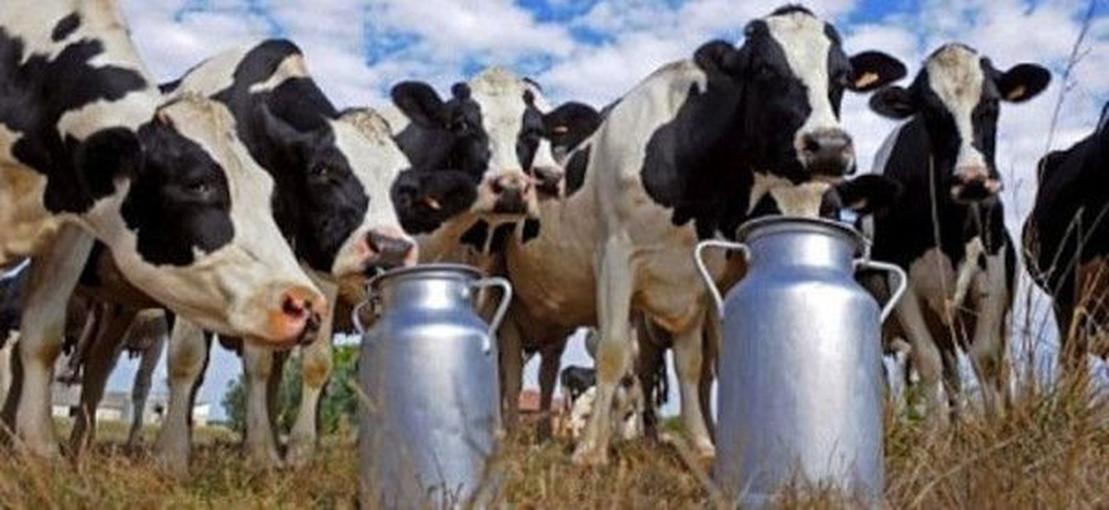 vacas vacas