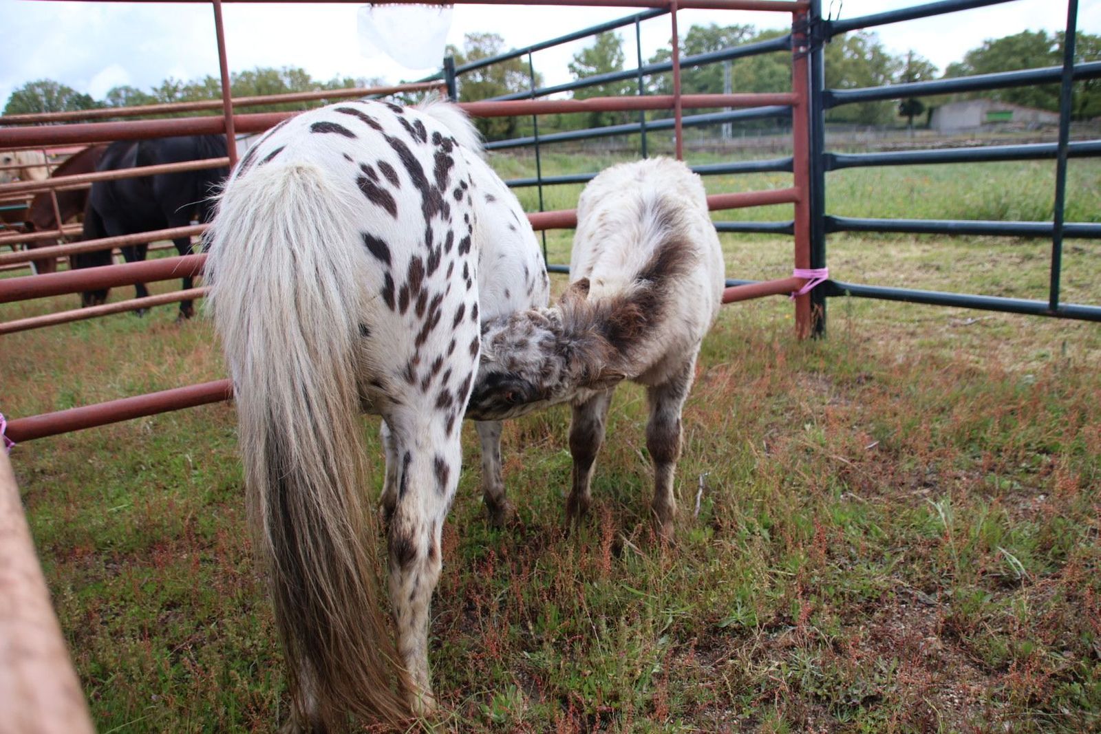 20240501102957-img-2898