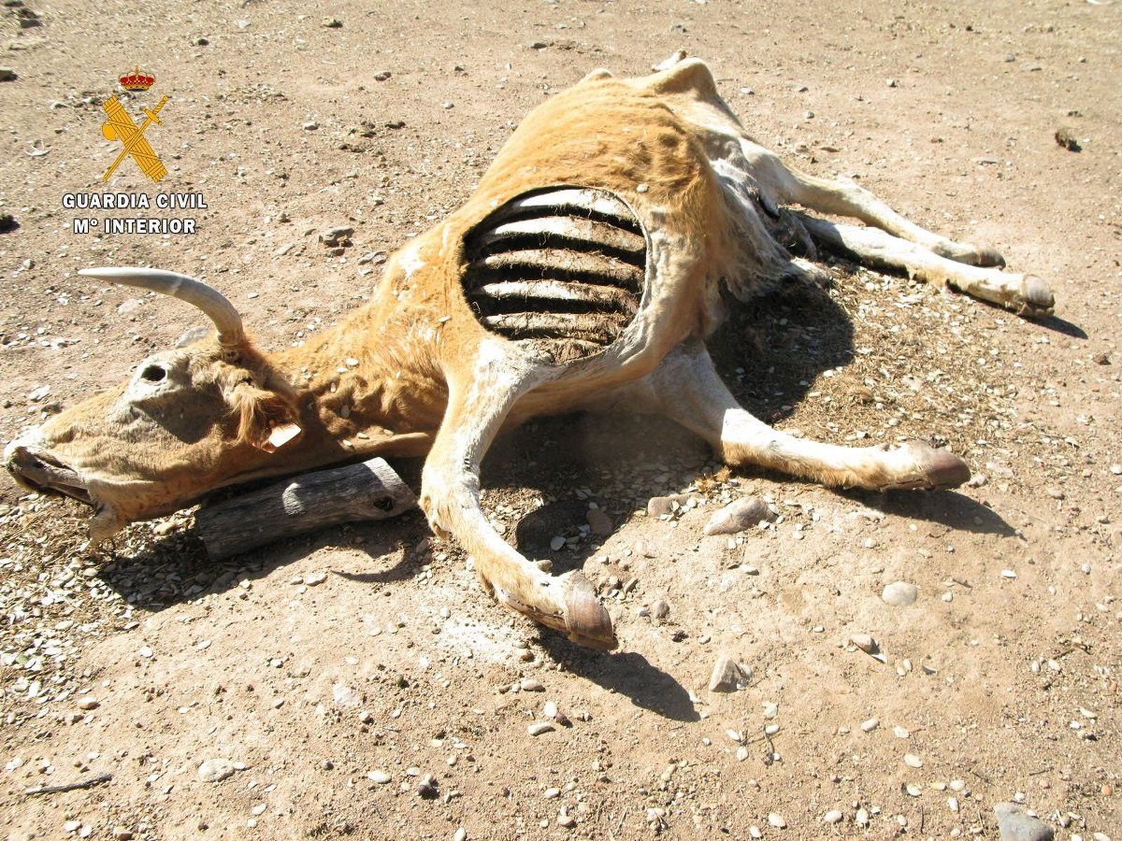 Investigan a un hombre por dejar morir a catorce reses de su propiedad por no alimentarlas Investigan a un hombre por dejar morir a catorce reses de su propiedad por no alimentarlas
