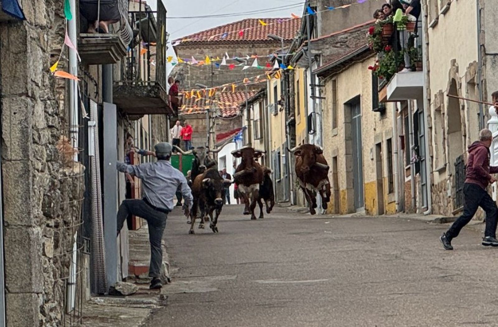 Segundo encierro con novillos de Valdeflores en Pereña de la Ribera
