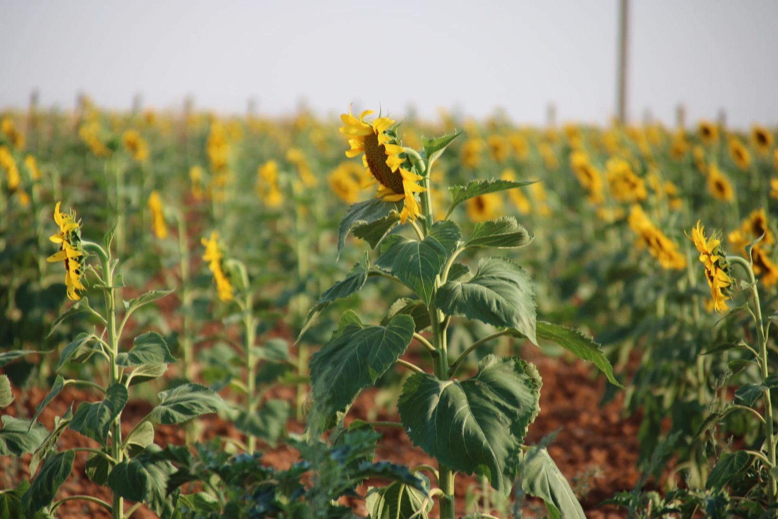 Campo de girasoles | S24H Campo de girasoles | S24H