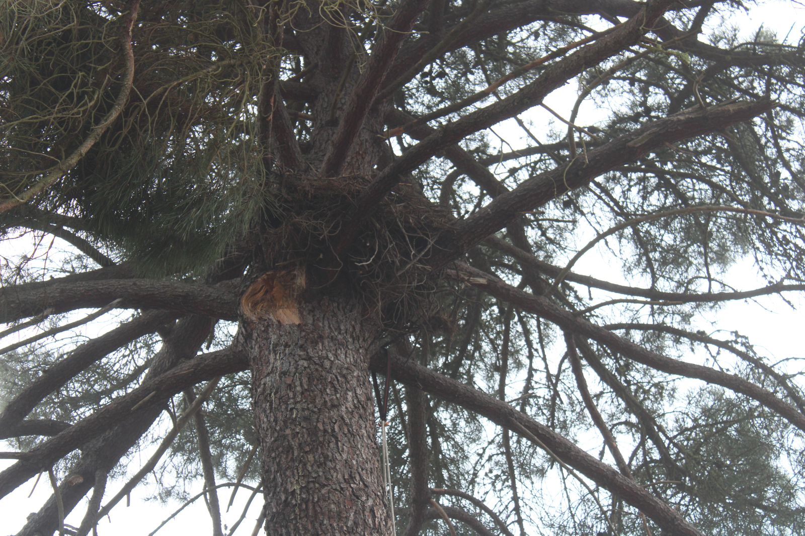 grupo-de-intervenciones-en-altura-reparacion-nido-cigueena-negra-en-espeja-2