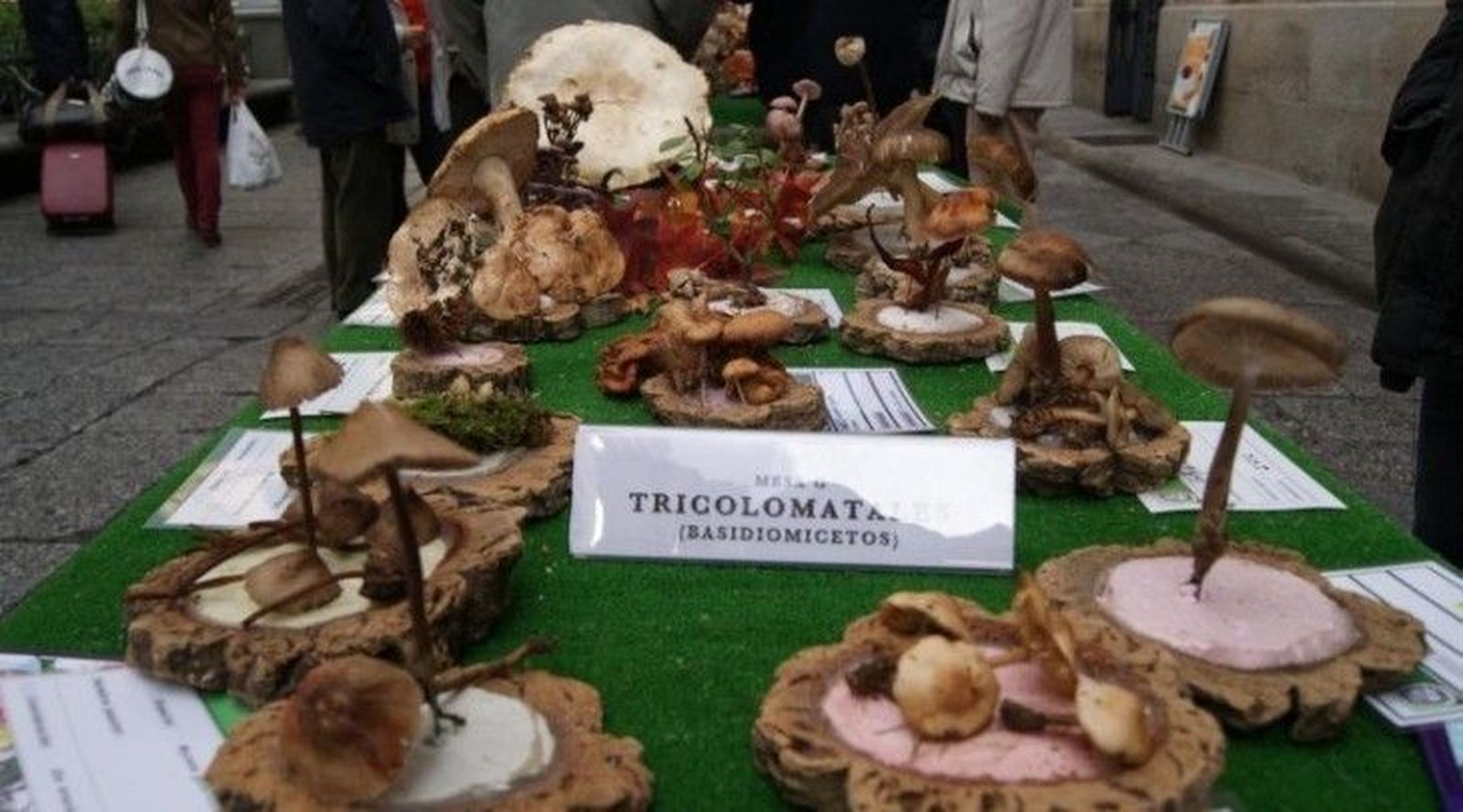 La Sociedad Micológica Lazarillo critica la obligatoriedad del permiso de recolección