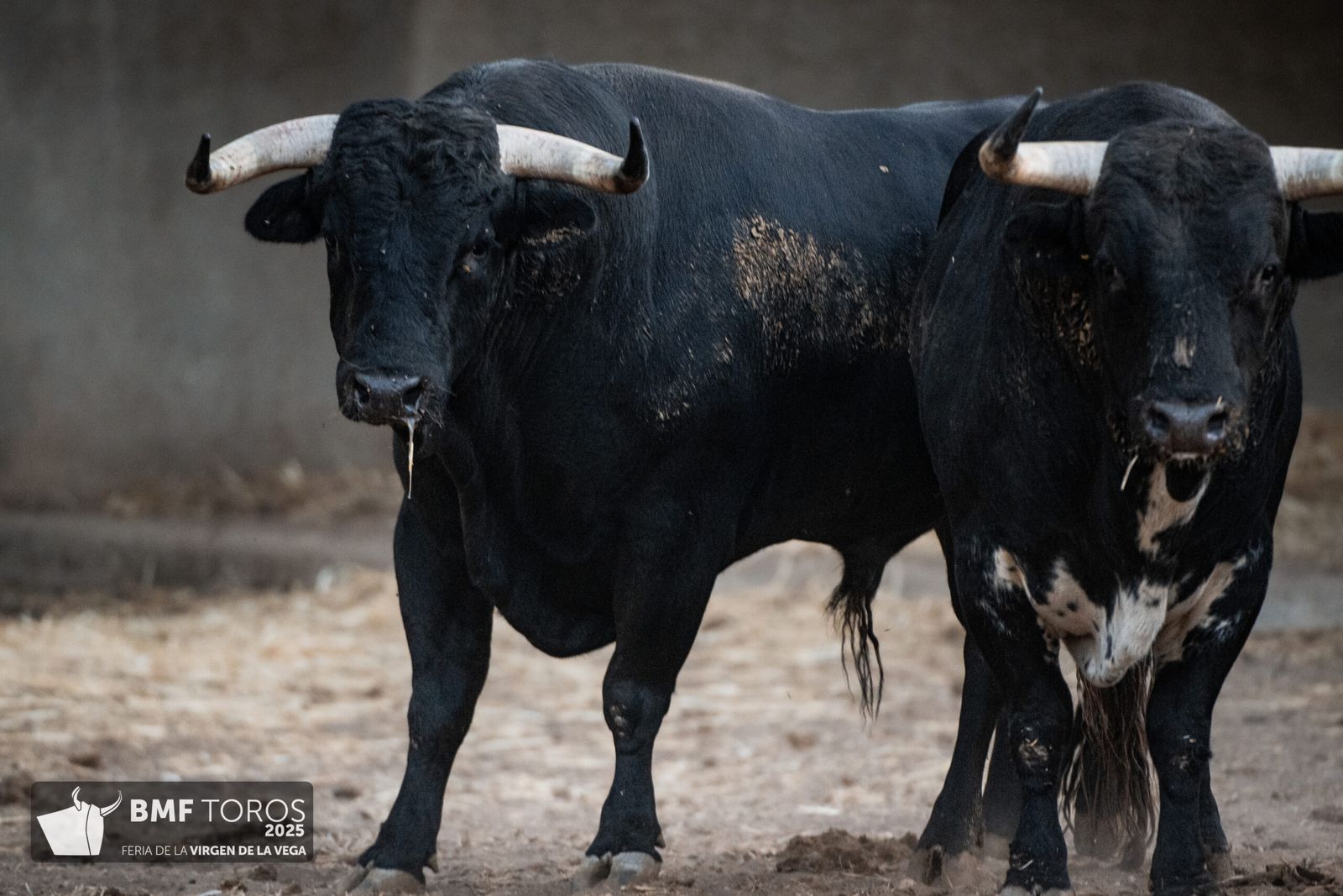 De 'Filósofo' a 'Volador': los toros García y Olga Jiménez para el regreso de Morante a La Glorieta con Ismael Martín y Marco Pérez