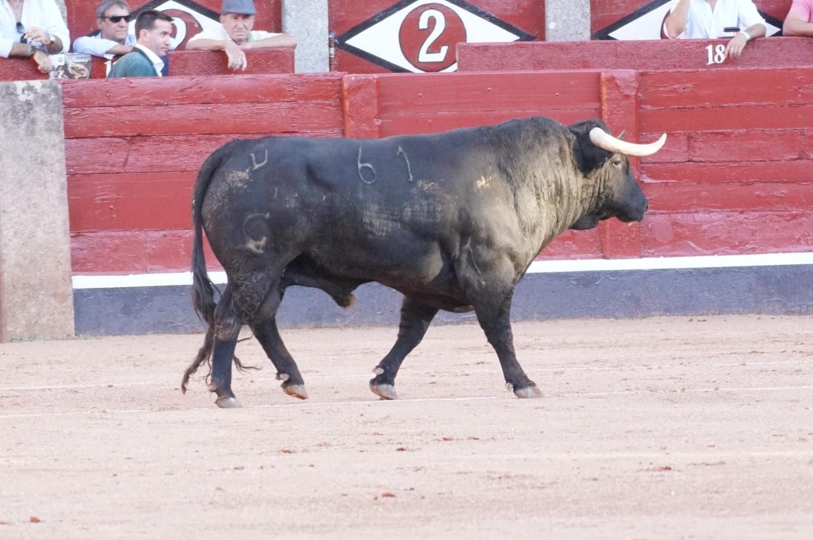 Emilio de Justo, Juan Ortega y Roca Rey inauguran el cartel de figuras en la feria de Salamanca: la corrida de Garcigrande en imágenes