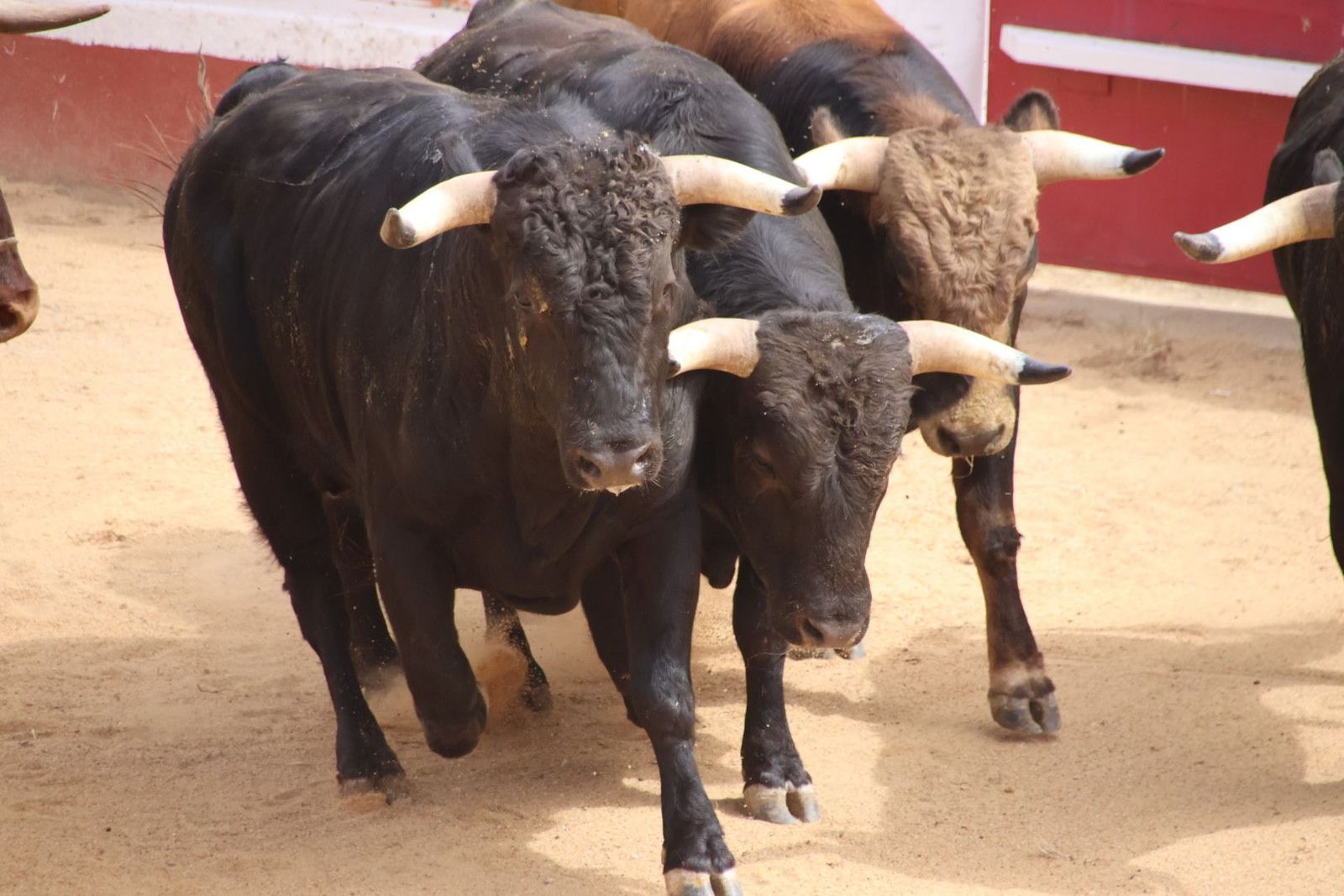Encierro y vaquilla en Saucelle