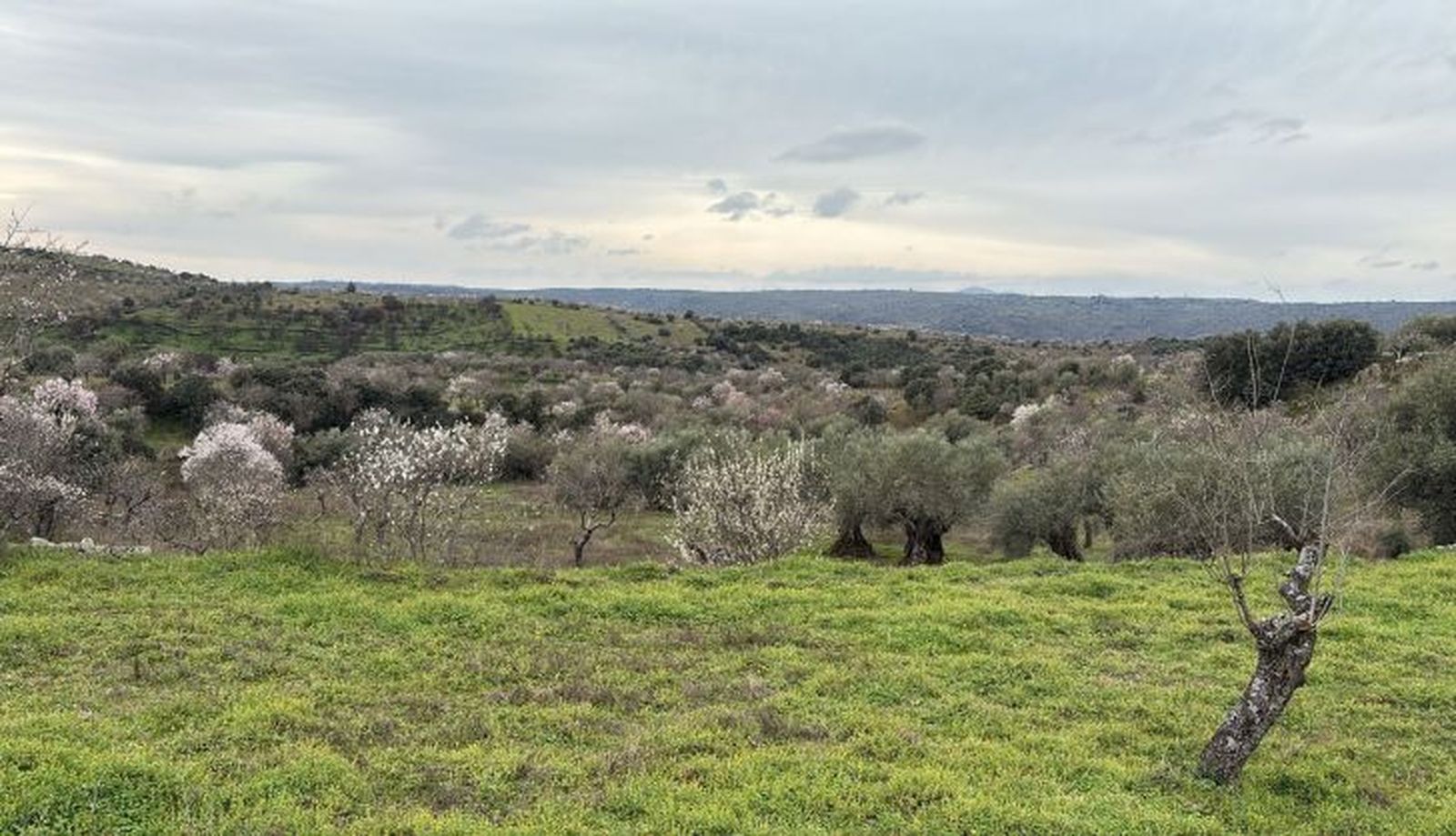 Almendros en flor en La Fregeneda