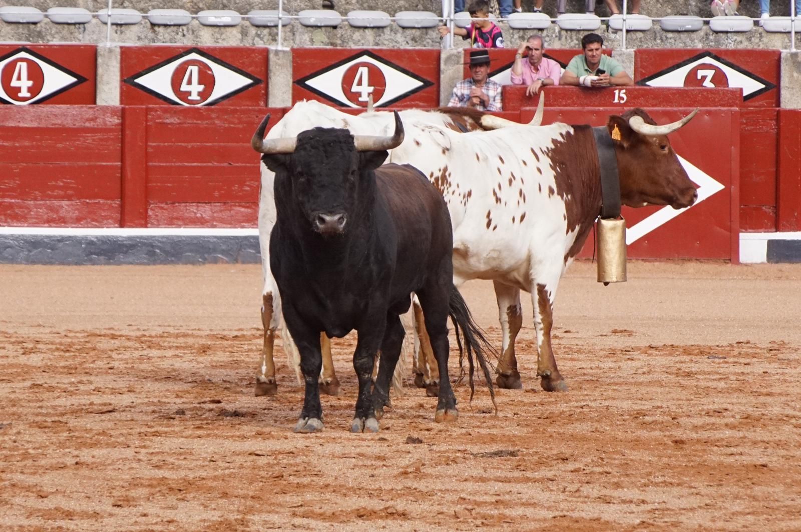Desenjaule Feria Taurina Virgen de la Vega 2023