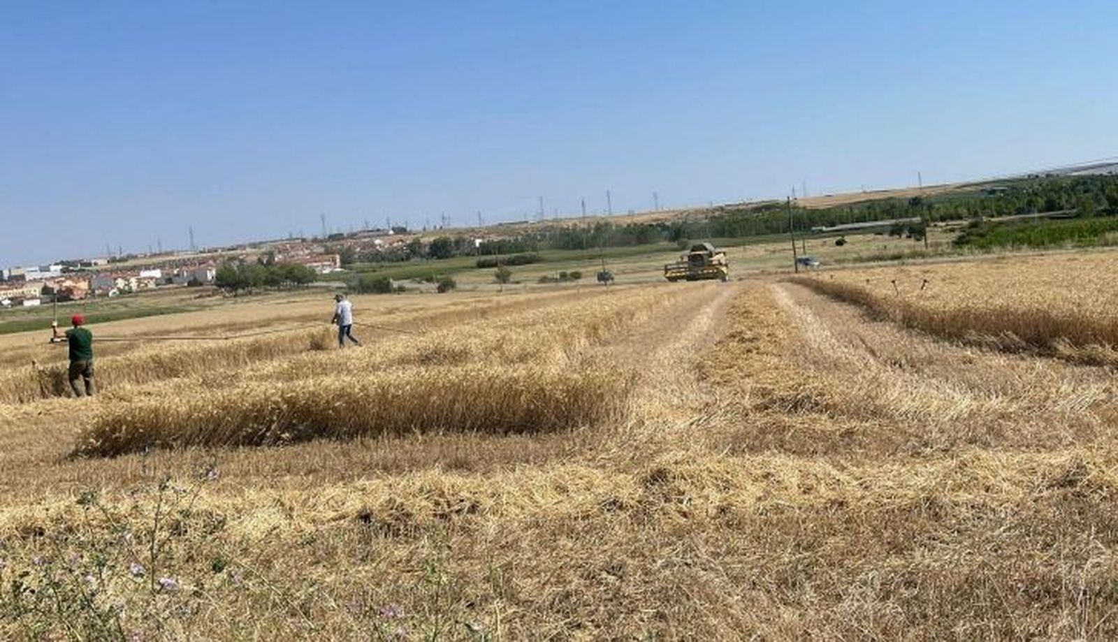 Cosecha de cereales en La Armuña 2021 