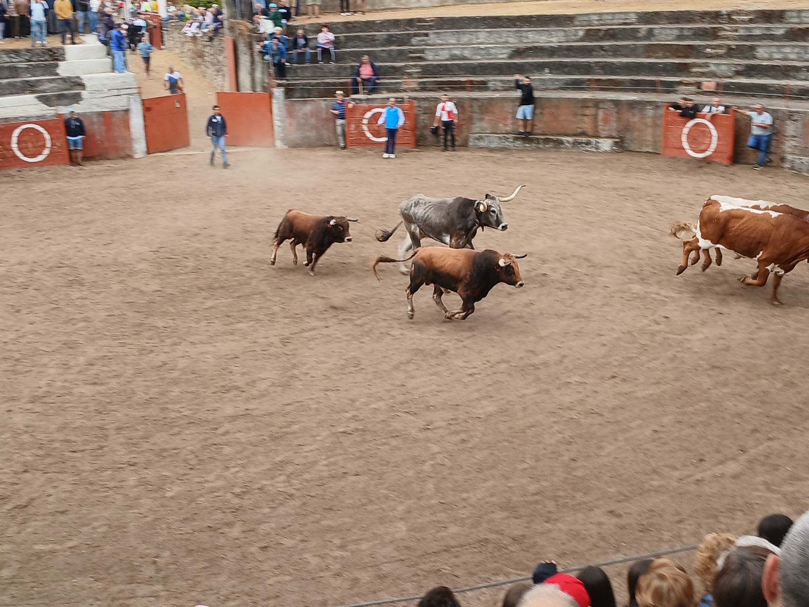 Segundo encierro con novillos de Valdeflores en Pereña de la Ribera