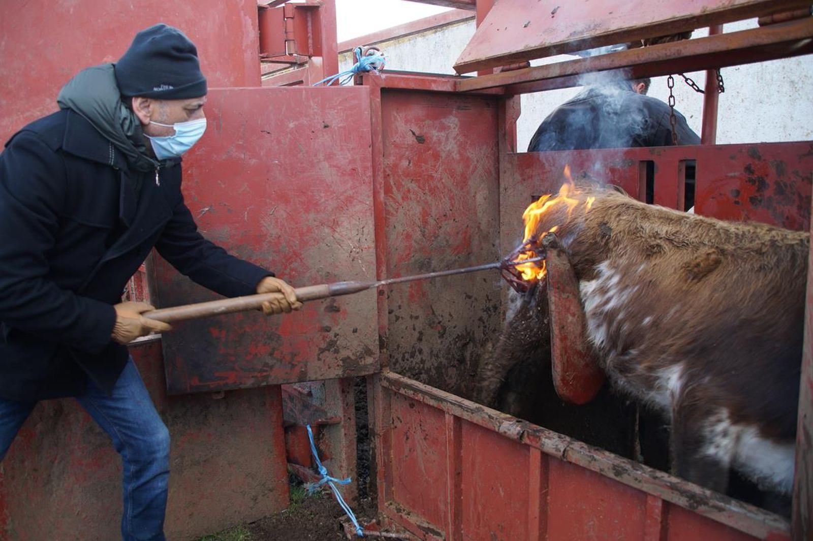 Fernando Cambronell poniendo un hierro a un becerro