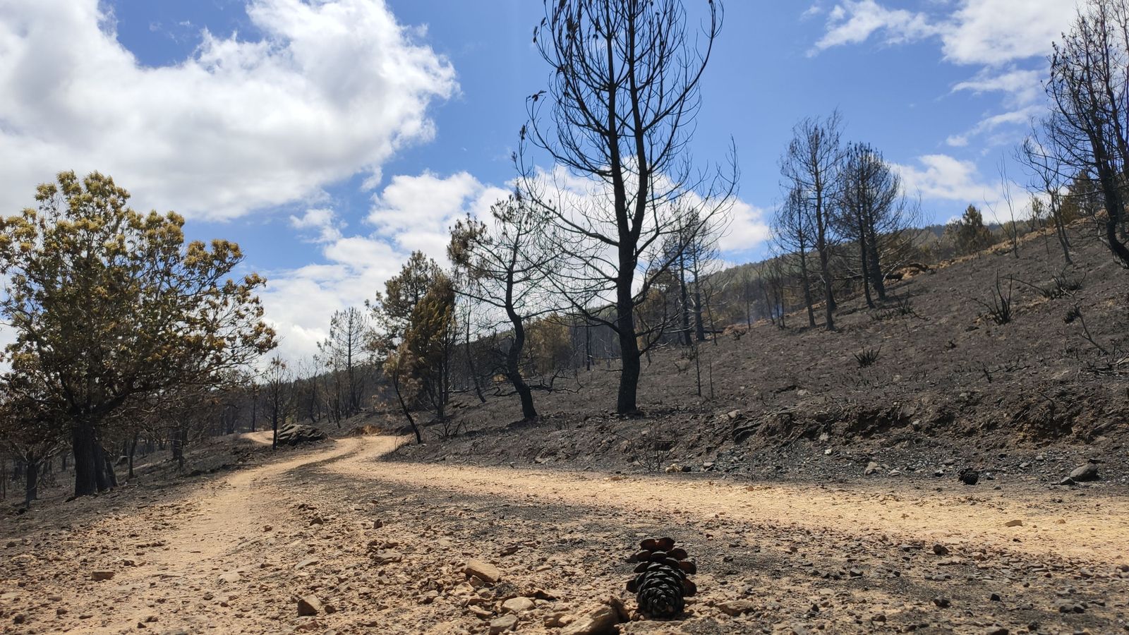 las-desoladoras-imagenes-de-la-sierra-de-la-culebra-tras-el-incendio-26