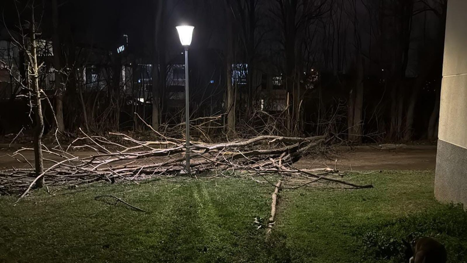 Ramas de un árbol caídas por el viento
