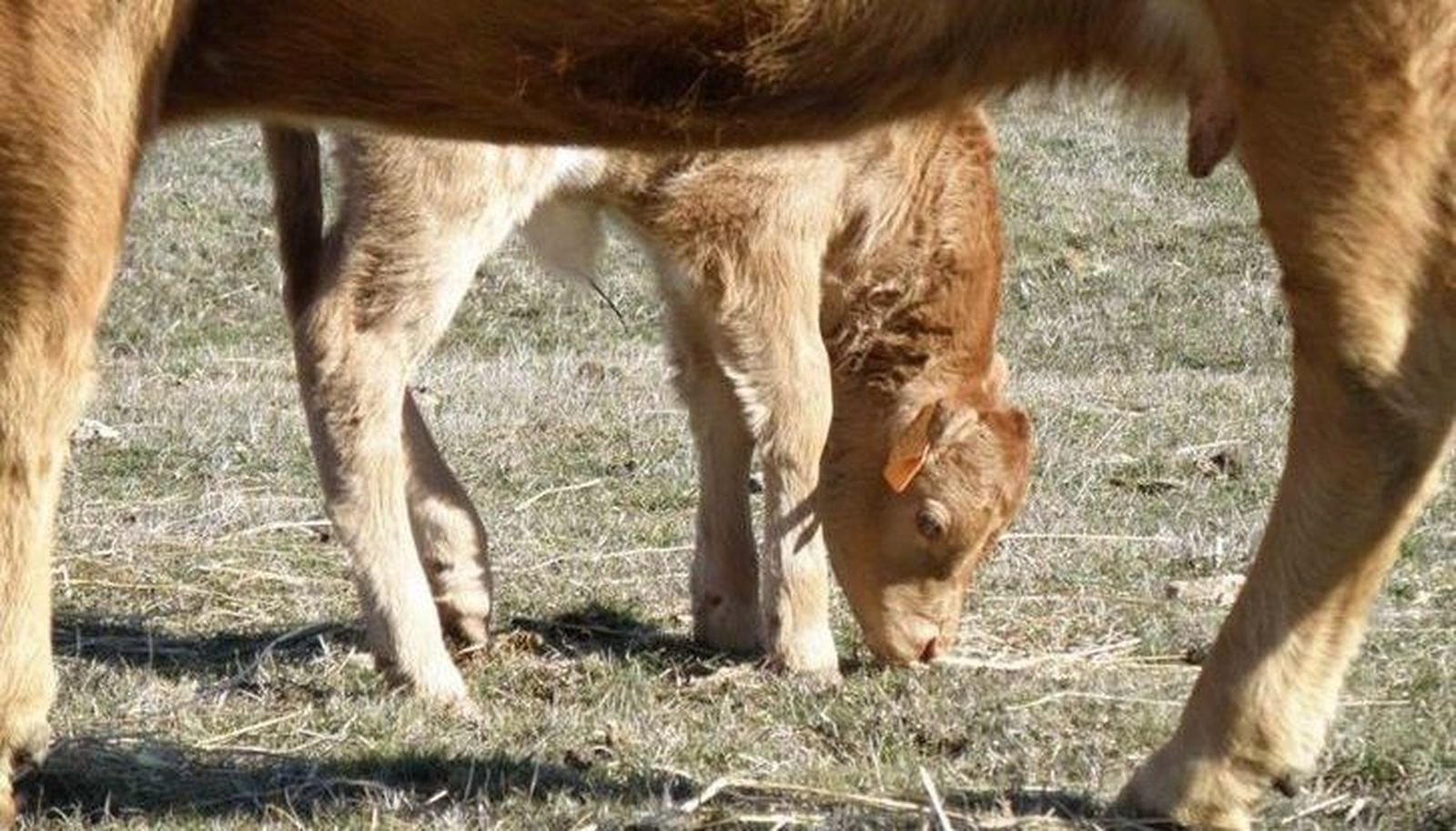 Ganemos presentará cuatro mociones en el próximo Pleno provincial