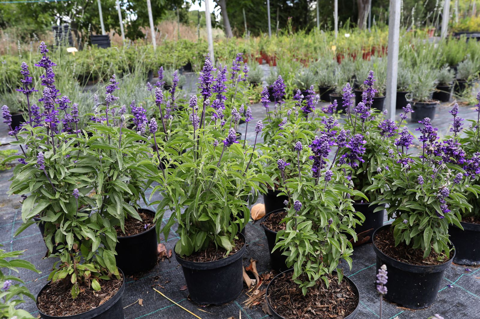 Tiestos con lavanda |Agencia ICAL