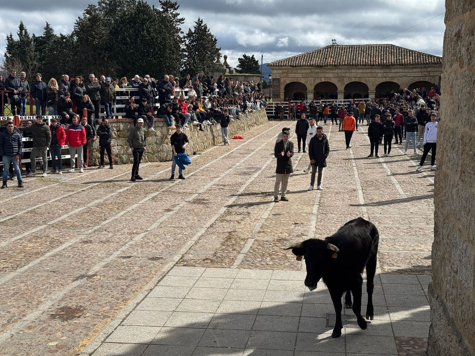 suelta-de-vaquillas-por-el-domingo-de-pinata-en-ciudad-rodrigo-9-de-marzo-de-2025-1