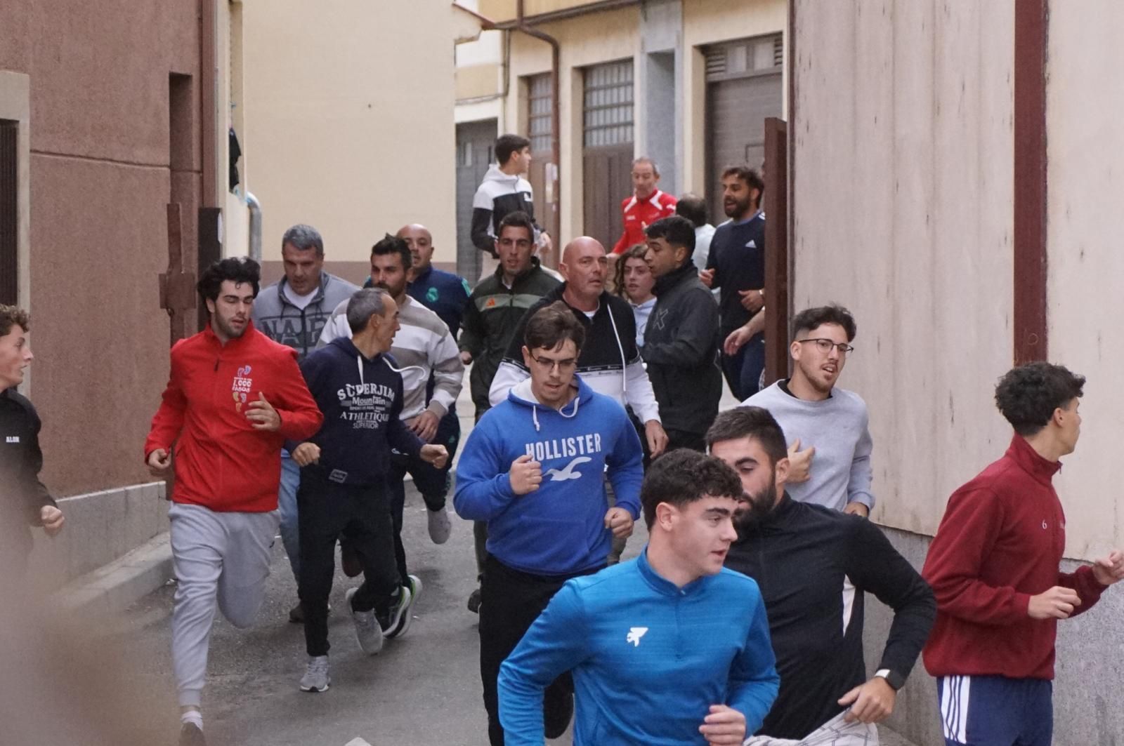 Alba de Tormes celebra un encierro, capea y encierro de minibueyes