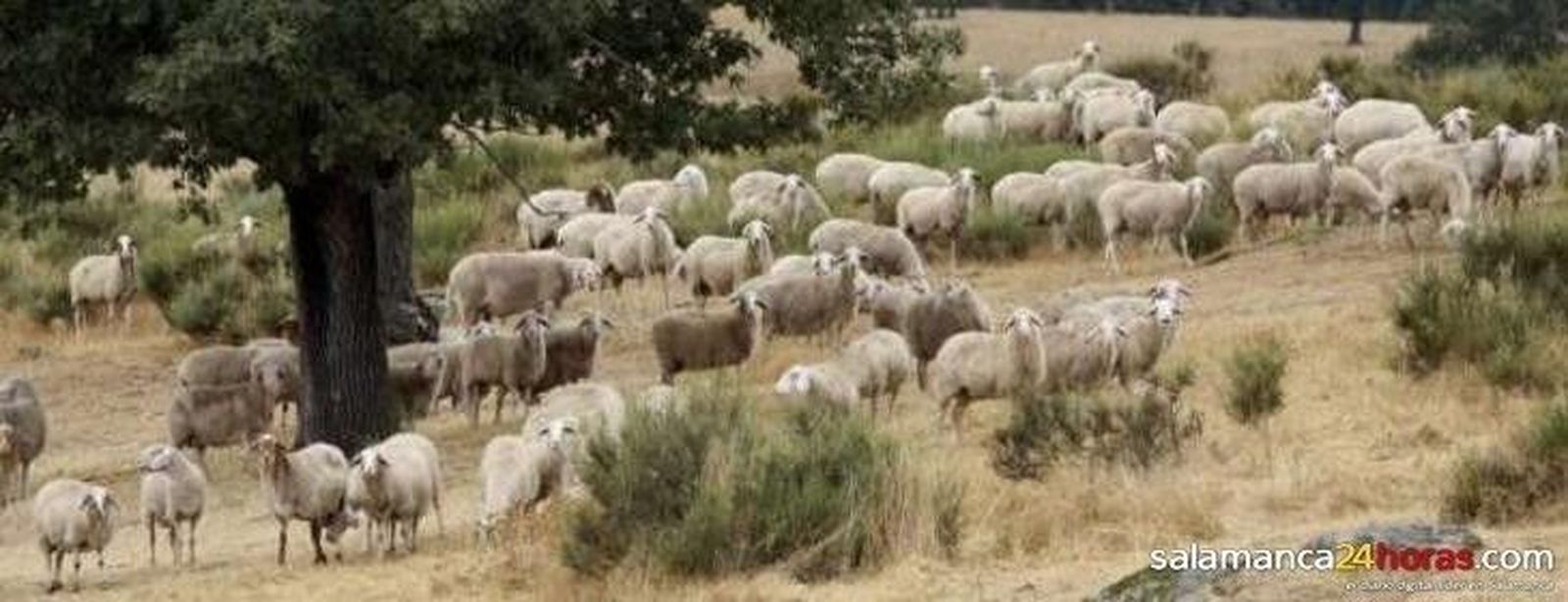 Porcino y ovino cotizan negativo en la Lonja Agropecuaria