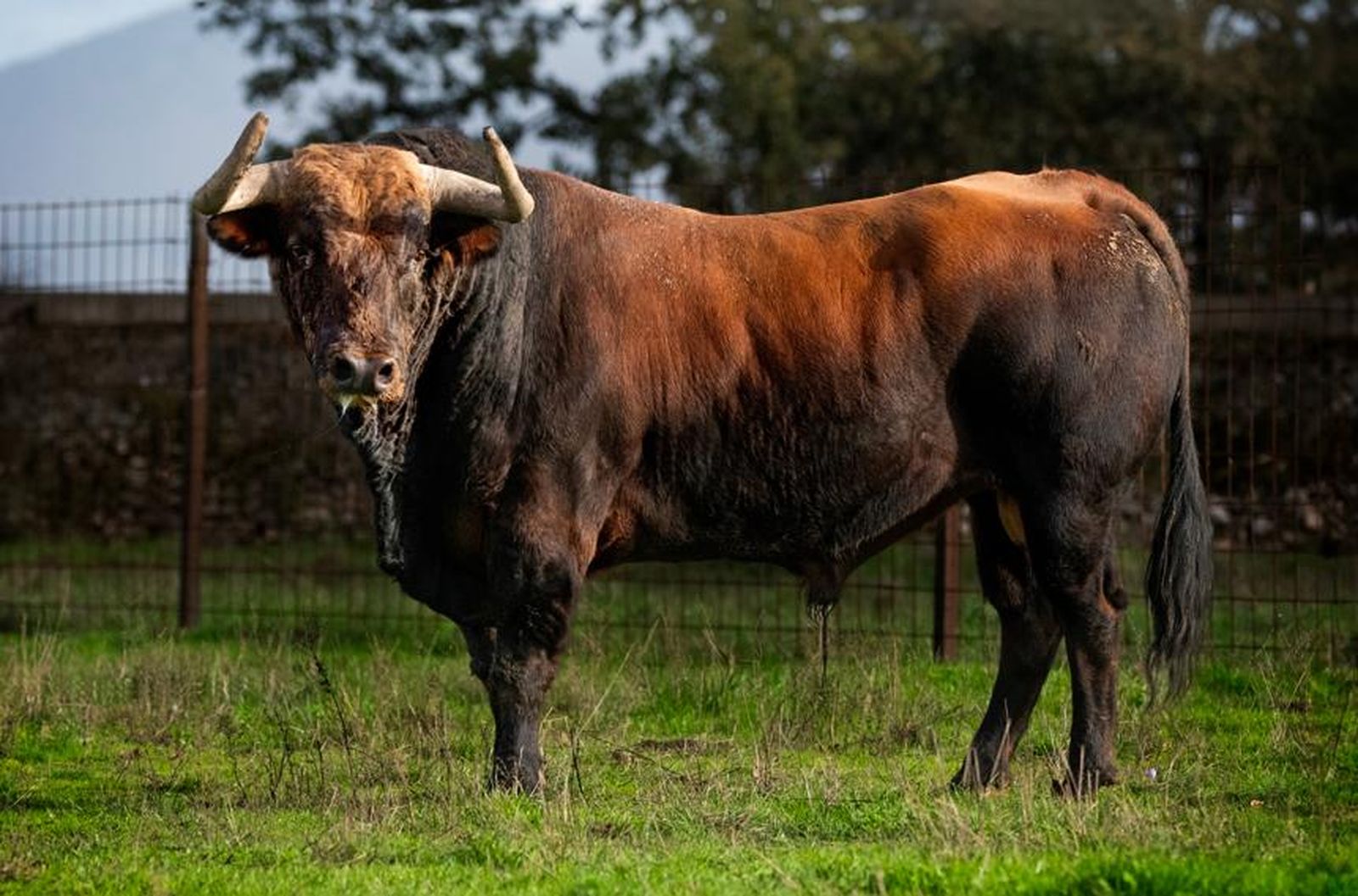 XIV Toro del Antruejo para el Carnaval del Toro de Ciudad Rodrigo 2025. Foto Asociación Carnavaldeltoro.es