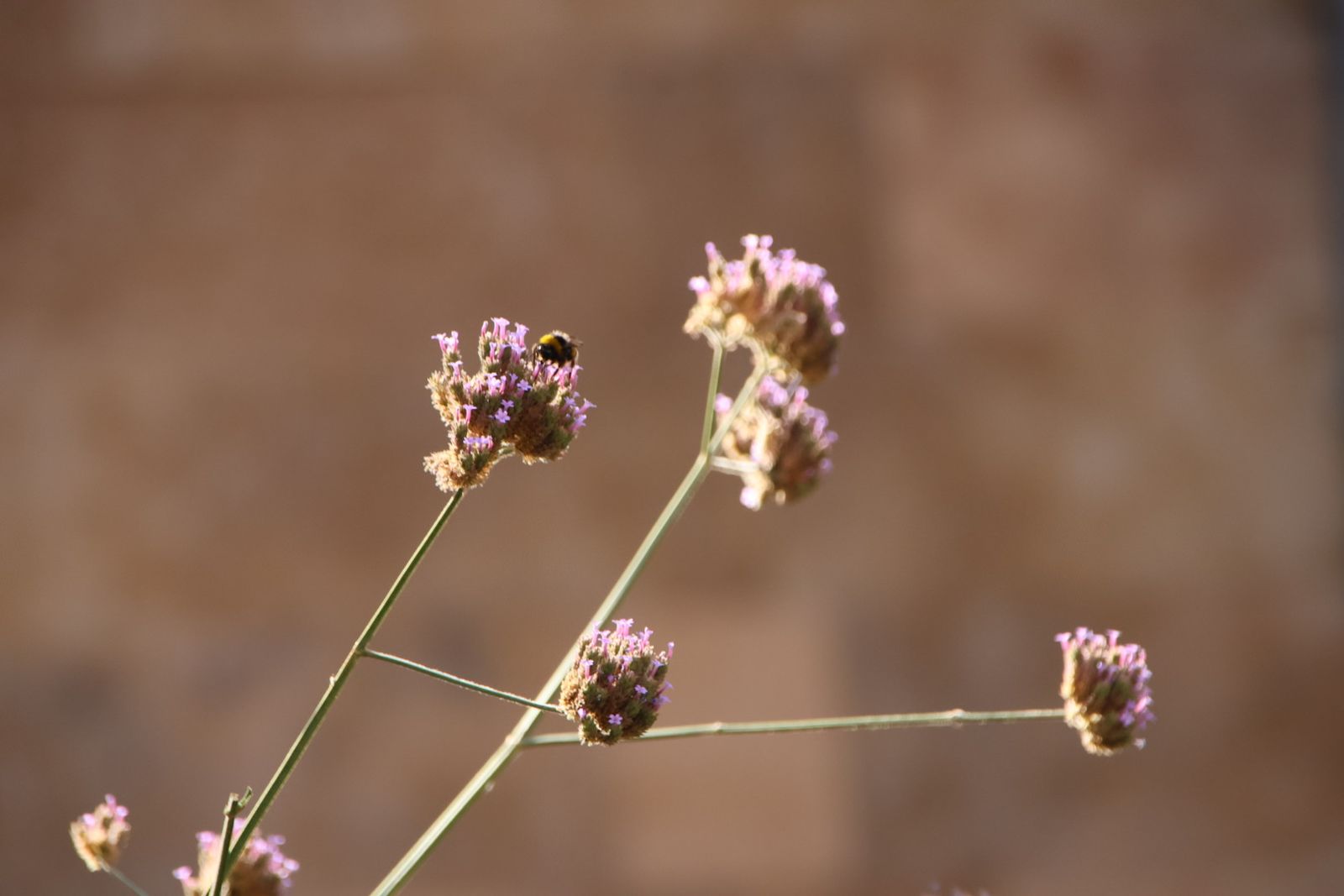 Entrevista Jaime Laso, técnico ayto para el reportaje de los polinizadores