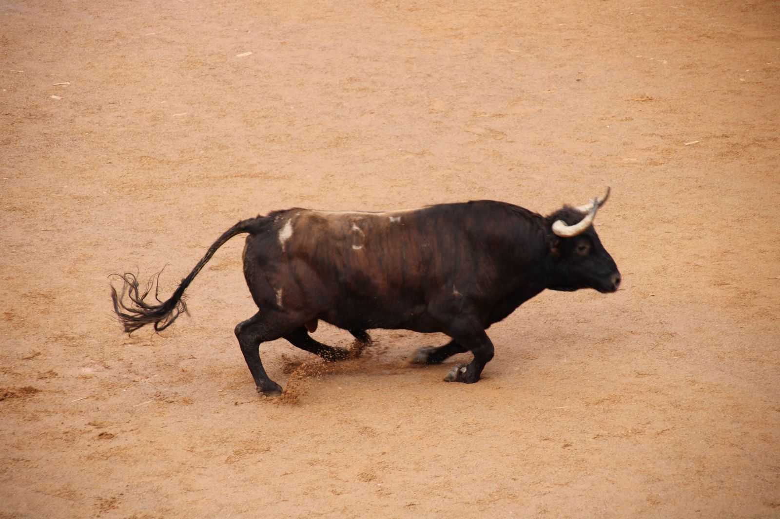 ambiente-durante-el-encierro-urbano-de-ciudad-rodrigo-sabado-10-de-febrero-fotos-s24h-85