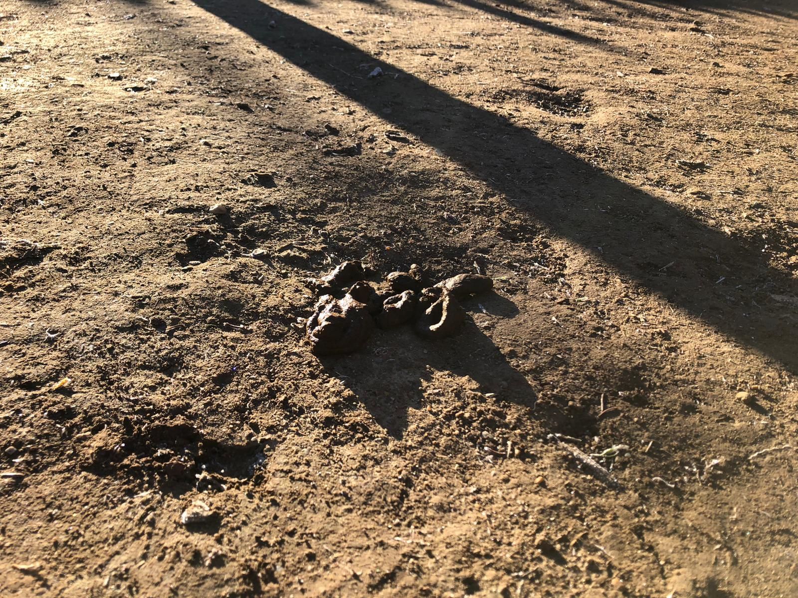 estado-del-pipican-5