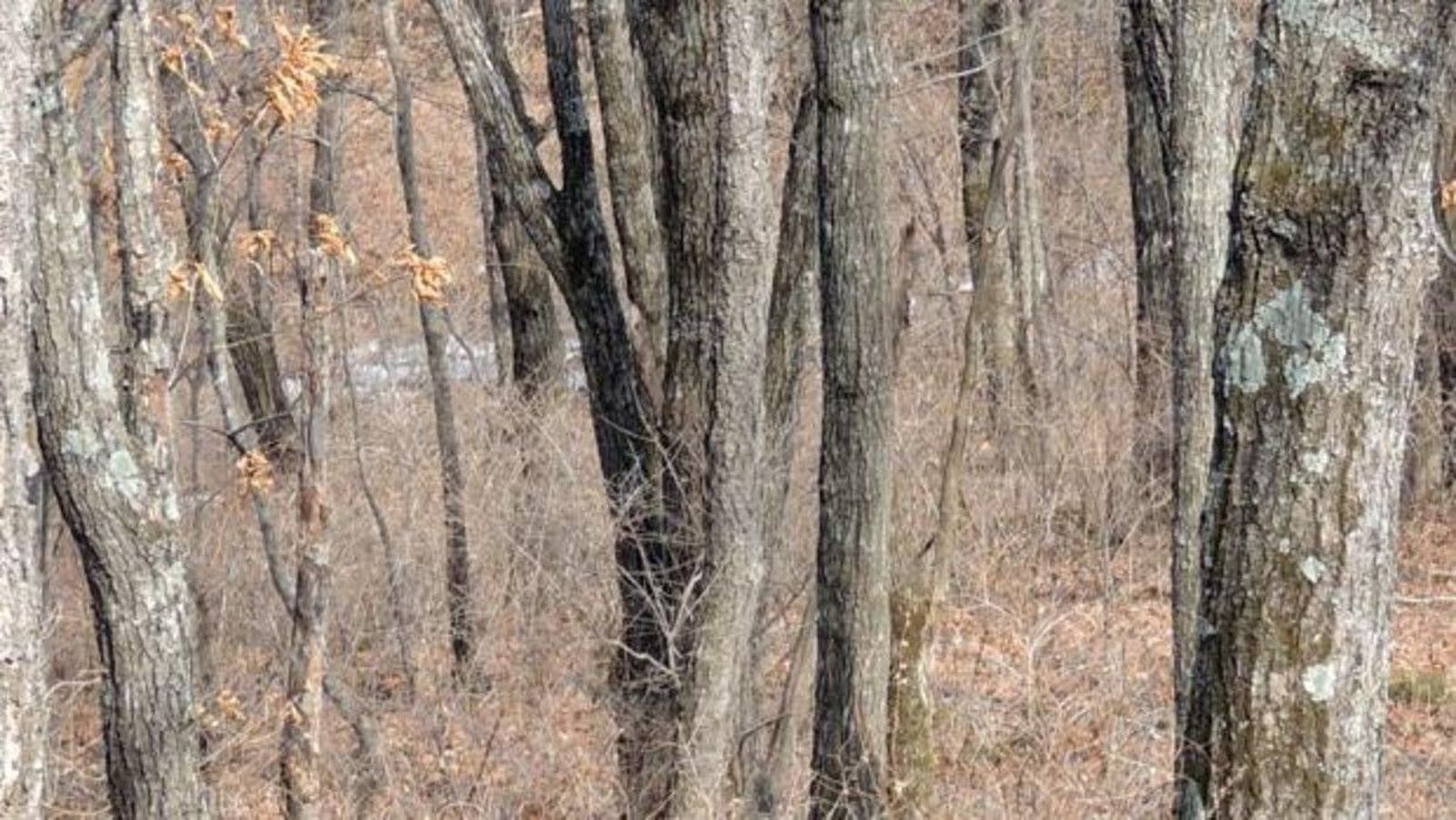 Leopardo invisible kbcH  1240x698@abc