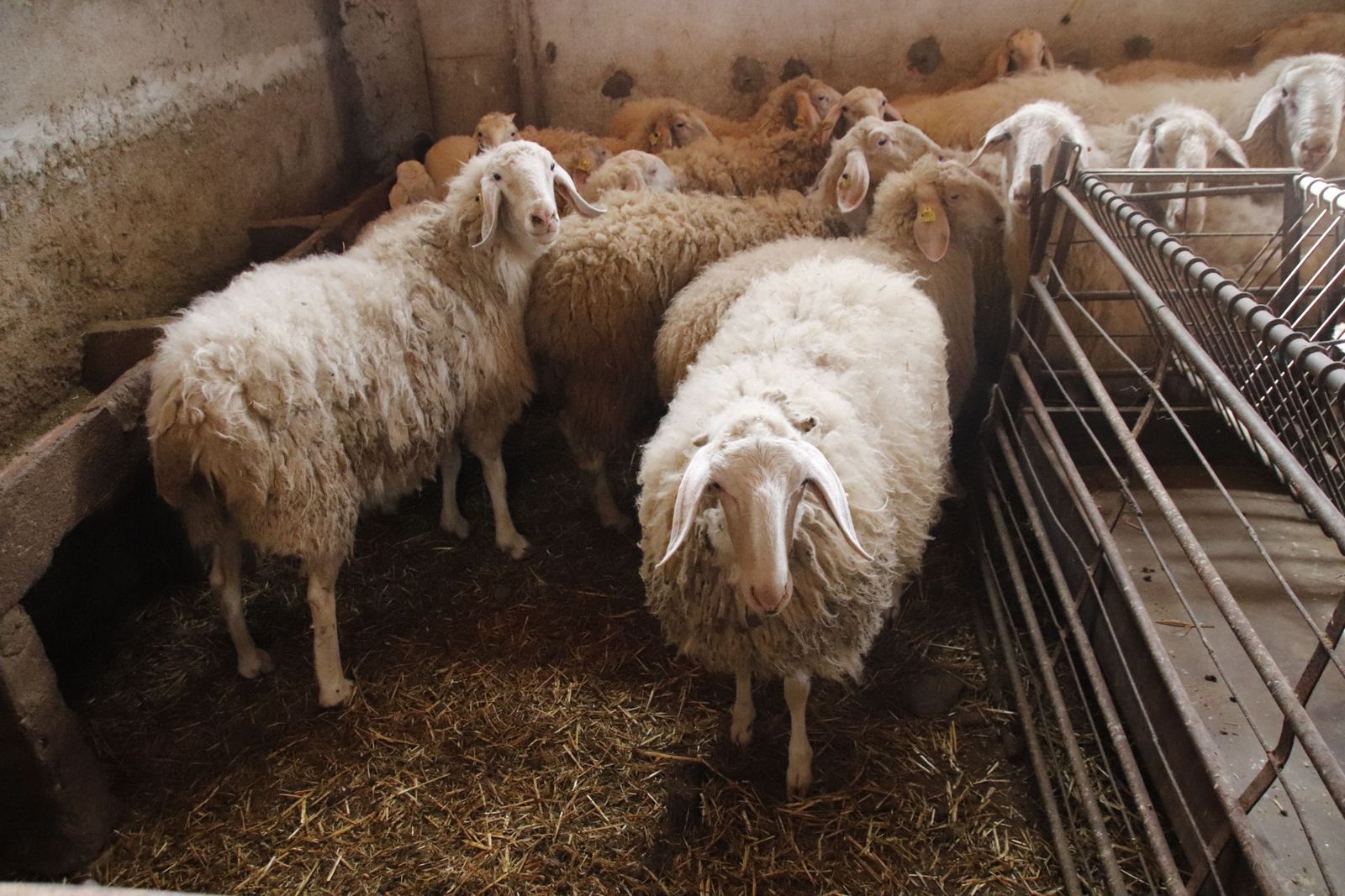 Ovejas en una explotación de Salamanca. Foto de archivo Andrea M. | SALAMANCA24HORAS.COM