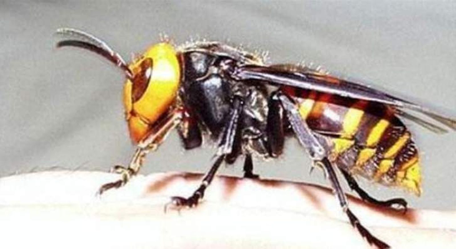 Un centenar de trampas tratan de controlar la entrada del avispón asiático en la región