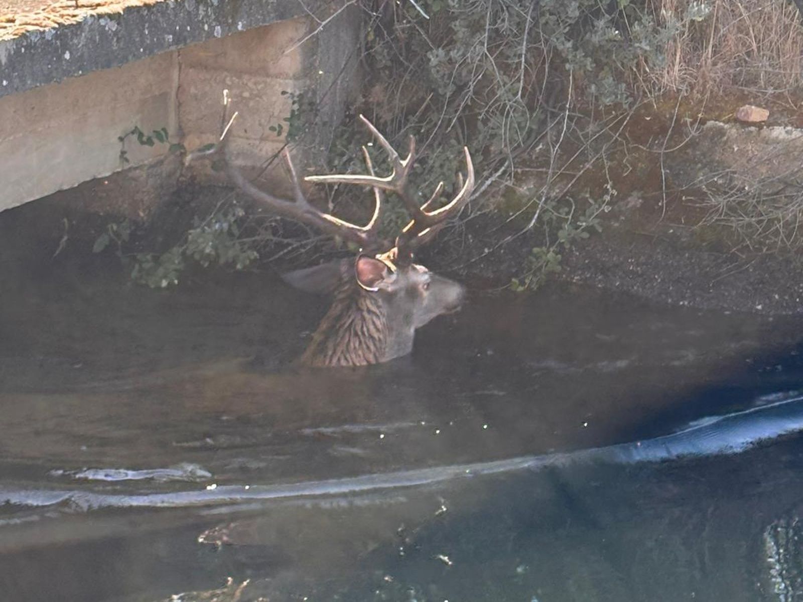 Atrapado un ciervo en un canal de riego de Zamora