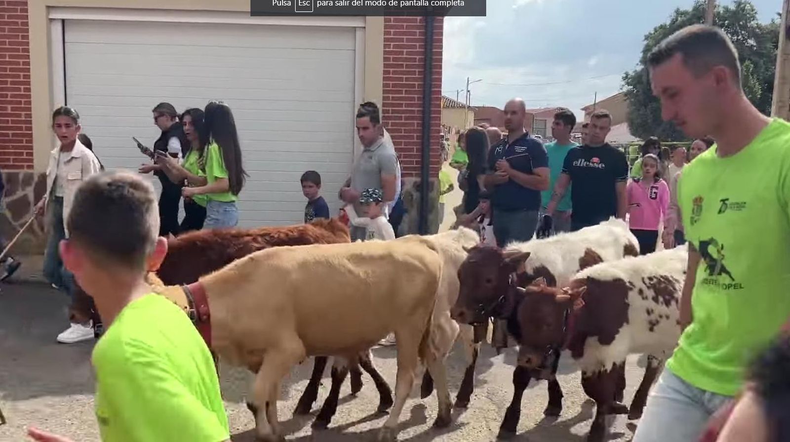 I Concentración de bueyes en Fuentes de Ropel. Foto Benaventedigital