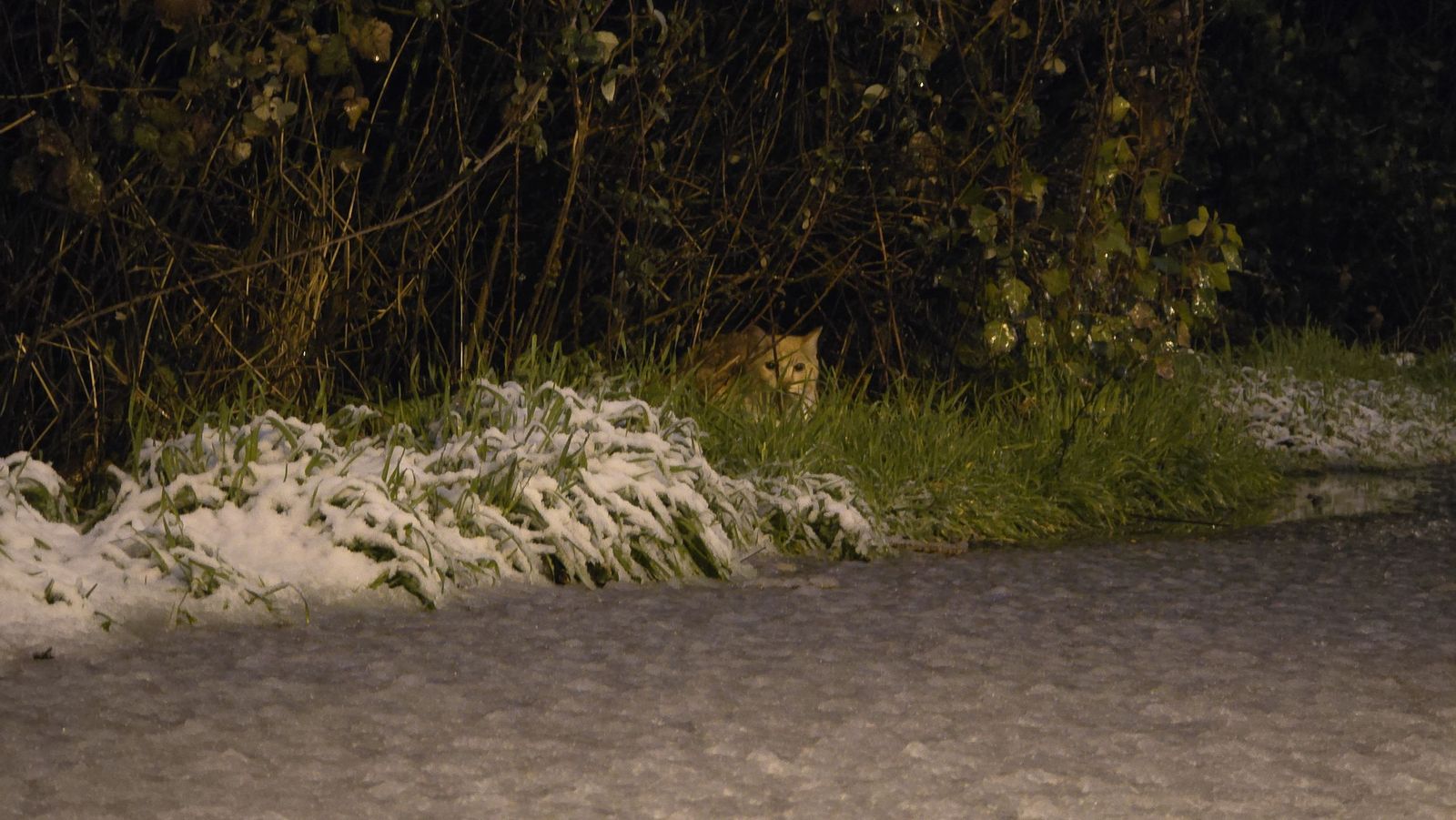 Nevada en Salamanca 28 de enero 2026