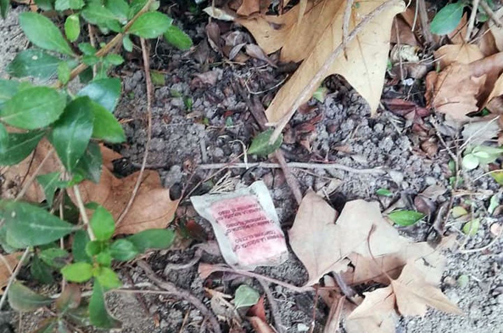 84065728 2730695110318221 9075631286495739904 n