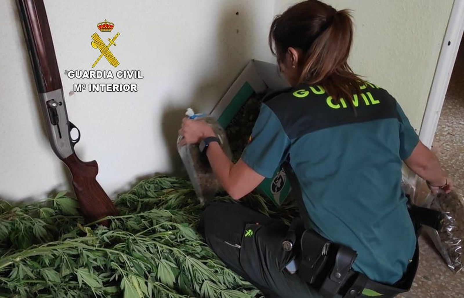 marihuana y efectos localizados en el domicilio de fermoselle