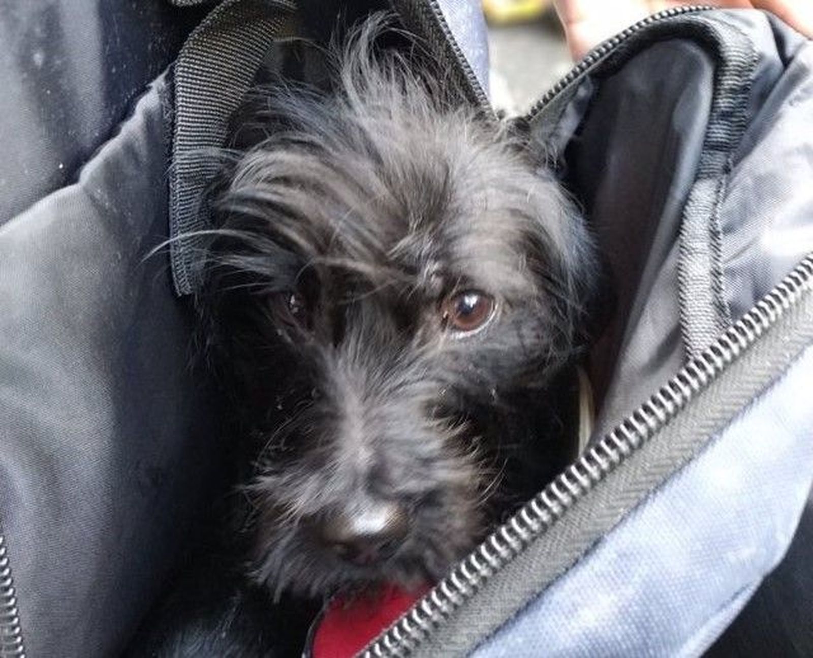 Perro dentro de una mochila. Foto de EP