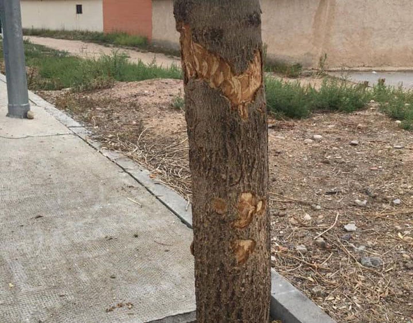 Actos vandalicos monfarracinos (5)