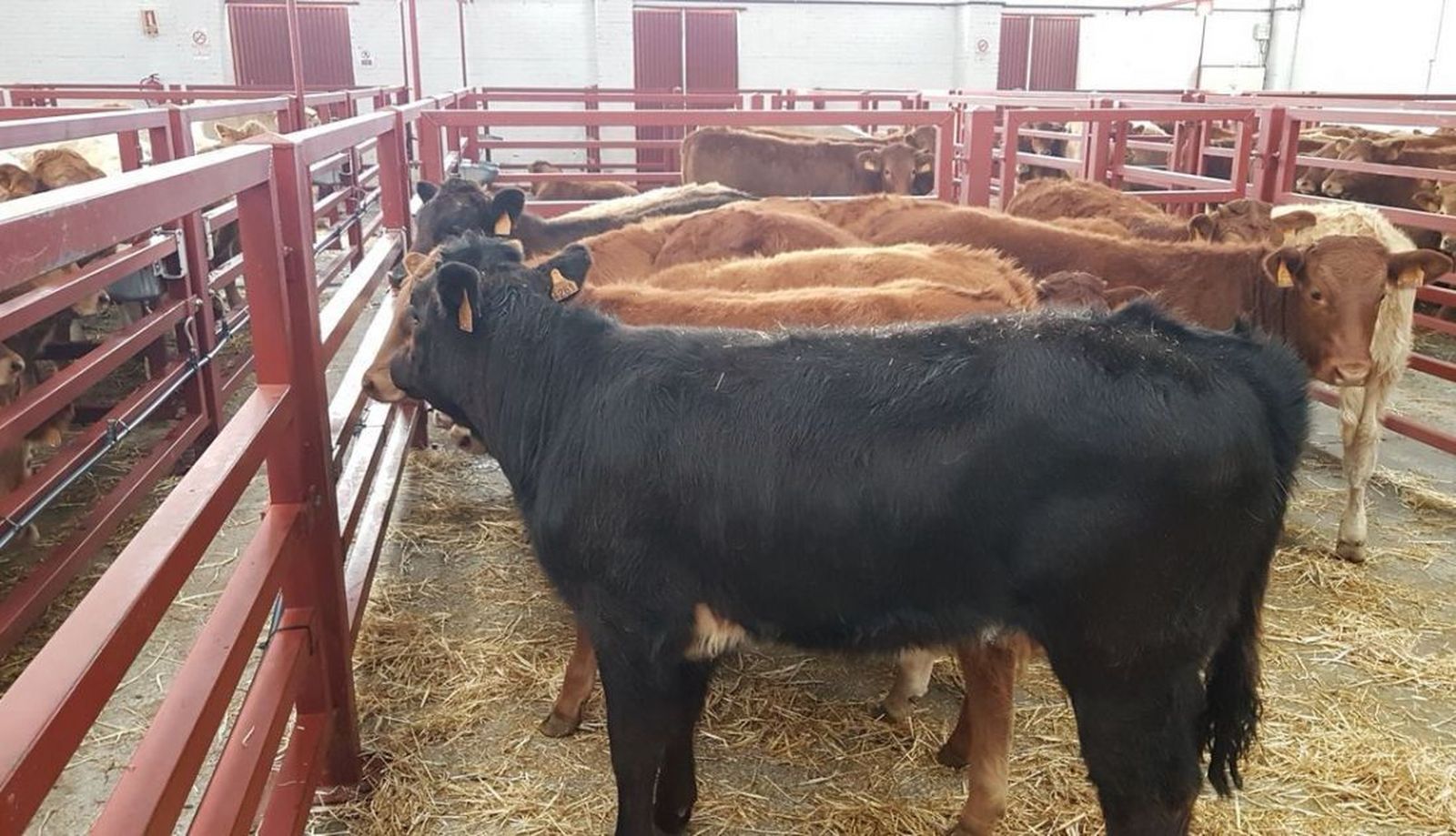 Cereales y porcino marcan el ritmo en la Lonja de Salamanca