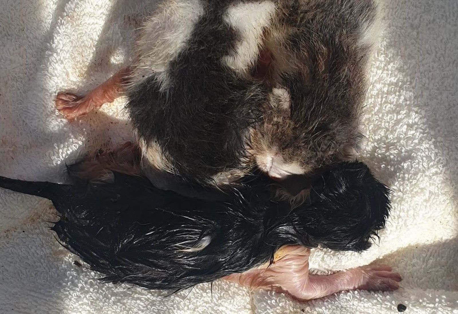 Gatitos rescatados en Picassent