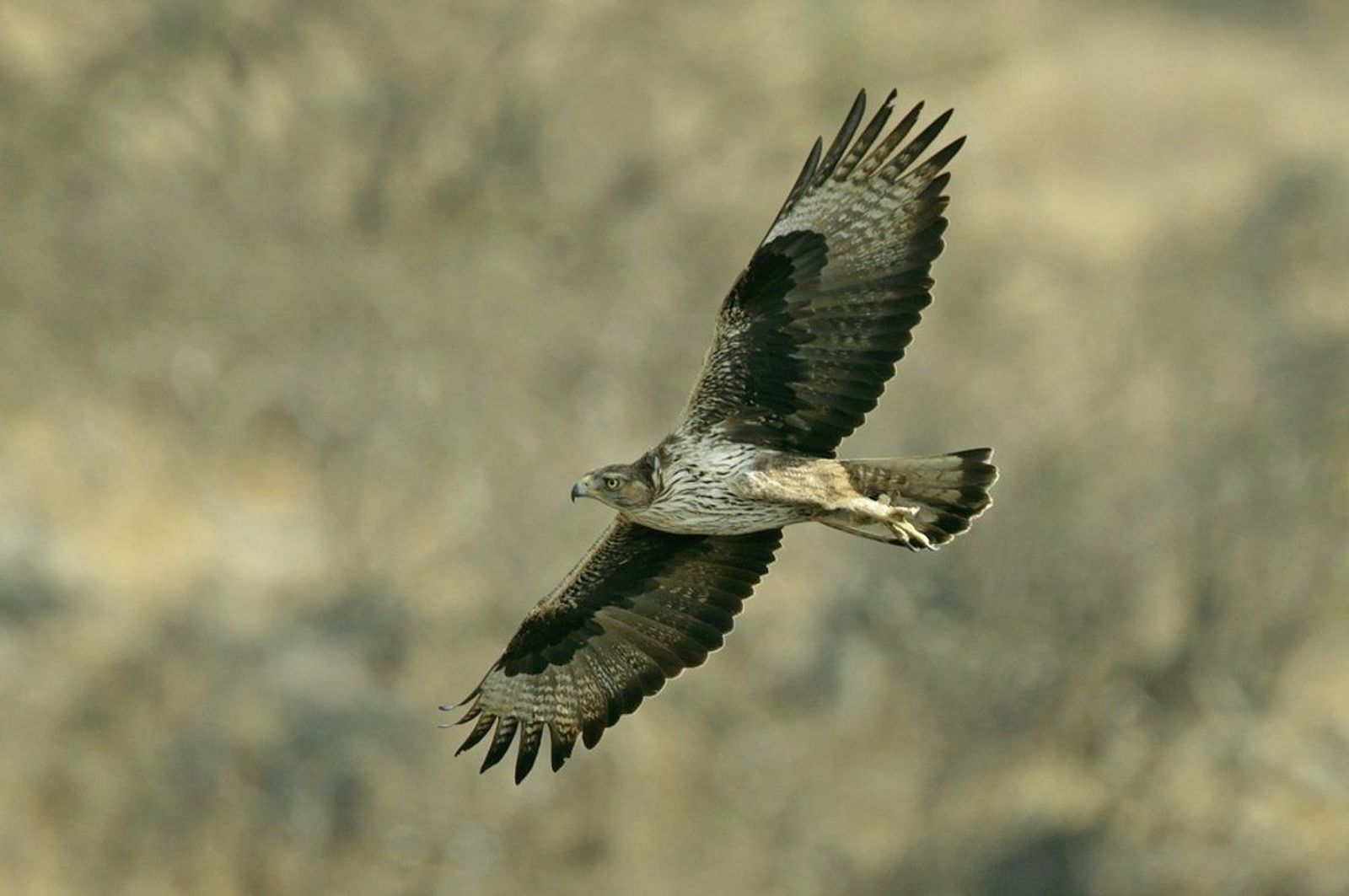 Águila perdicera. Foto EP