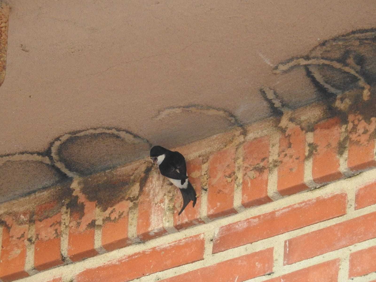 Nidos de avión común retirados