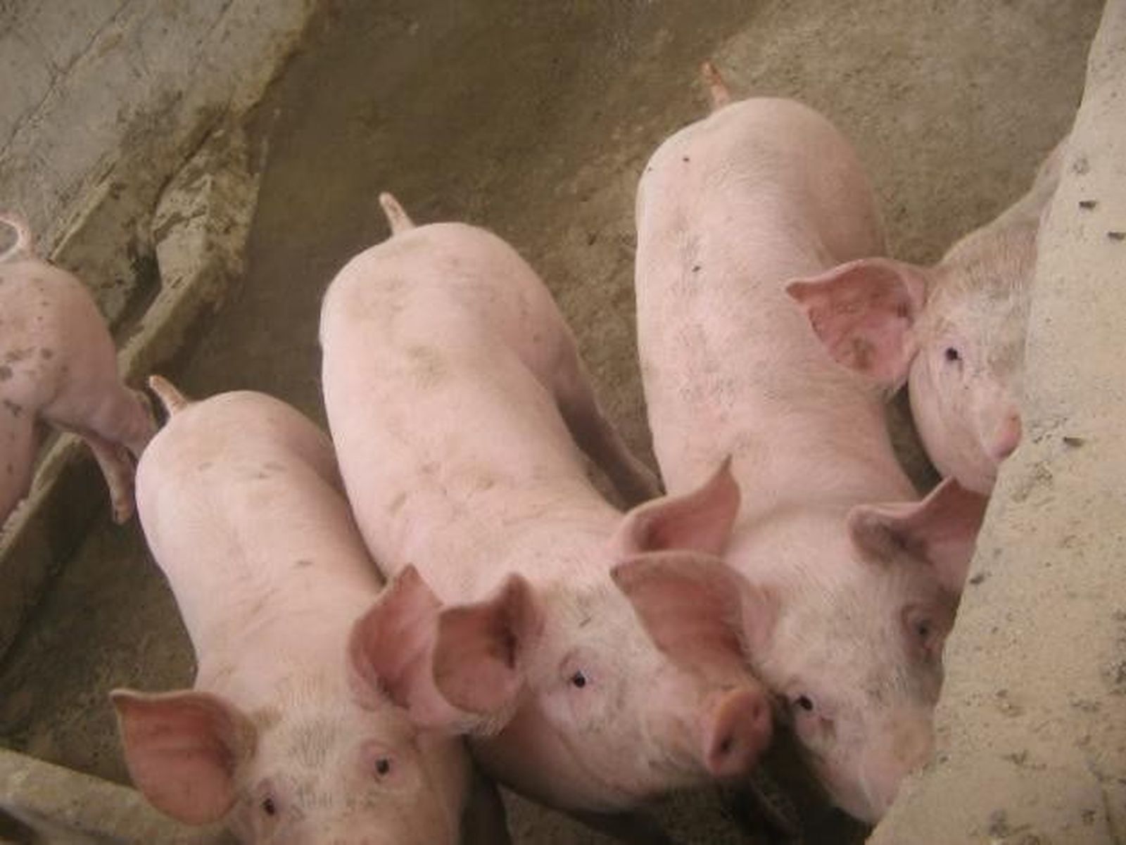 La mesa de vacuno de vida aumenta el precio de las terneras extra, primera y segunda