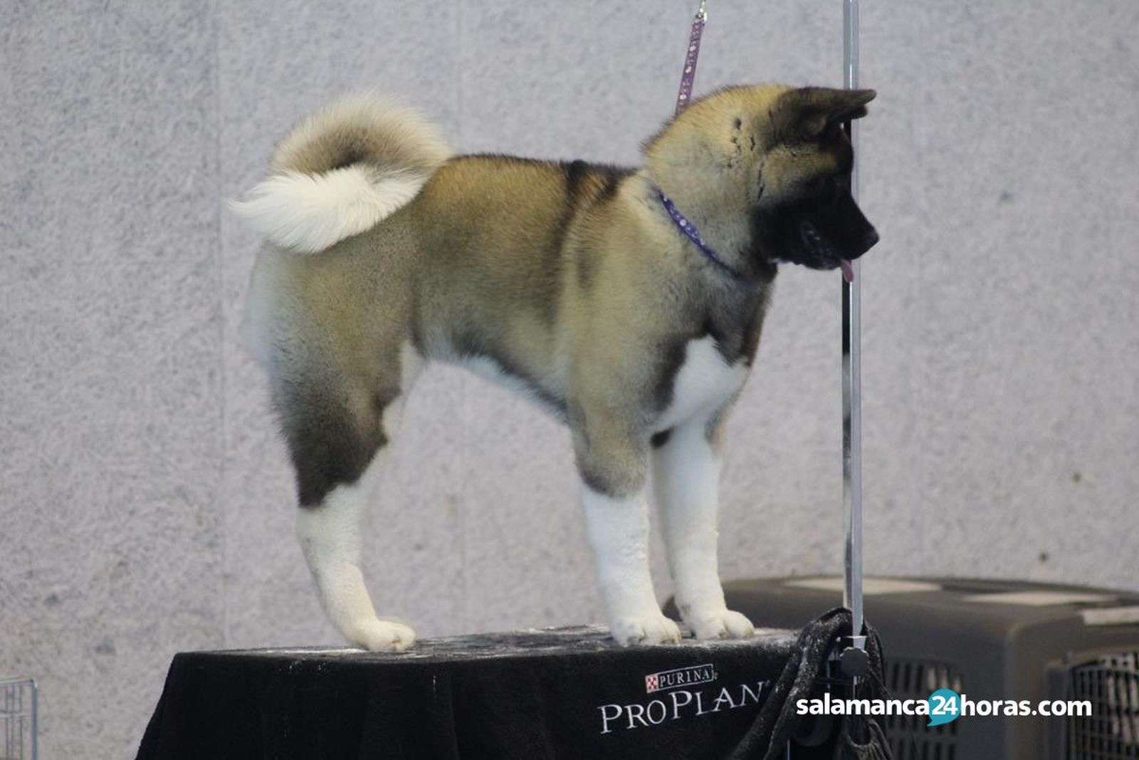 Akita (30)